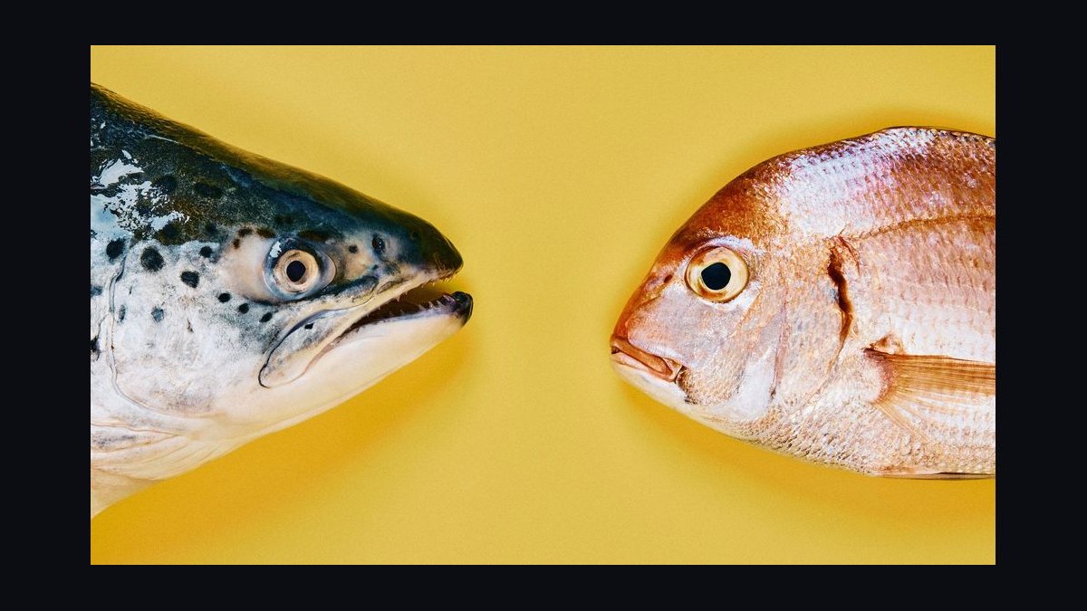 How do you safely introduce wild-caught fish into a home aquarium — figure 5