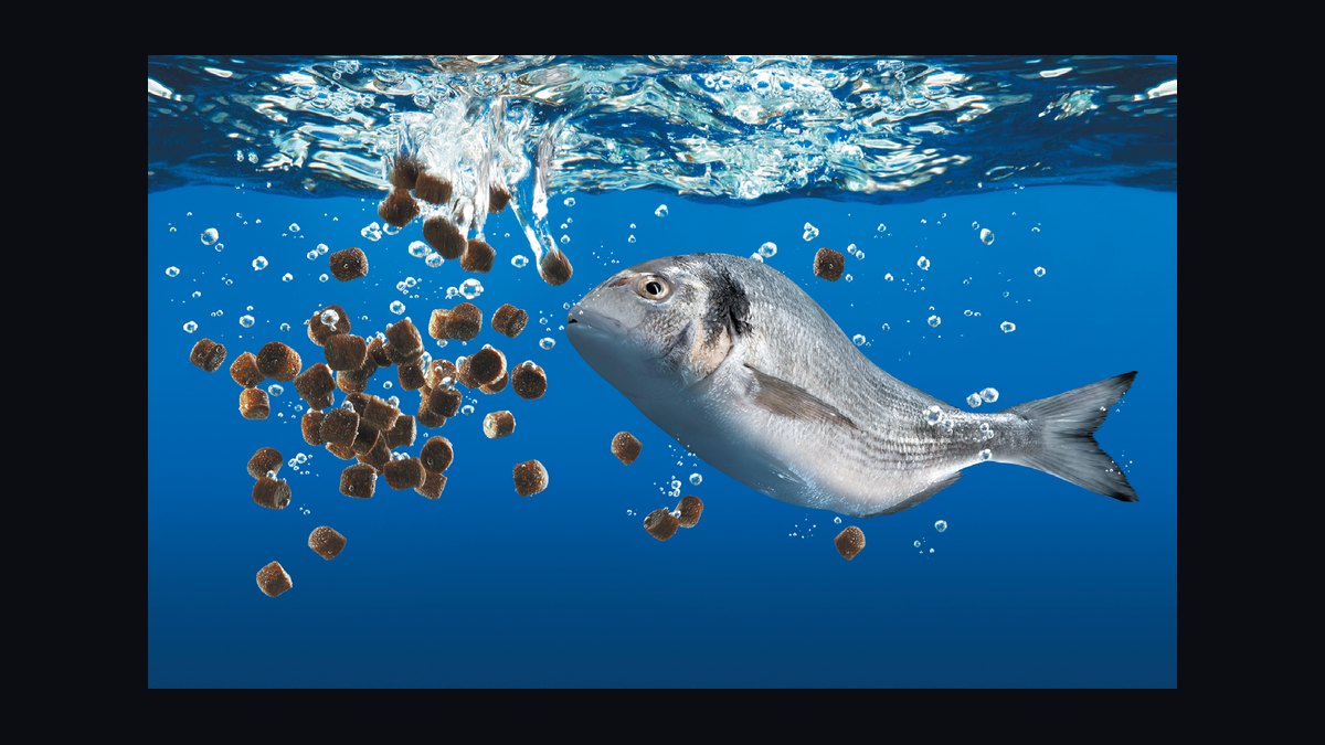 How do you safely introduce wild-caught fish into a home aquarium — figure 6