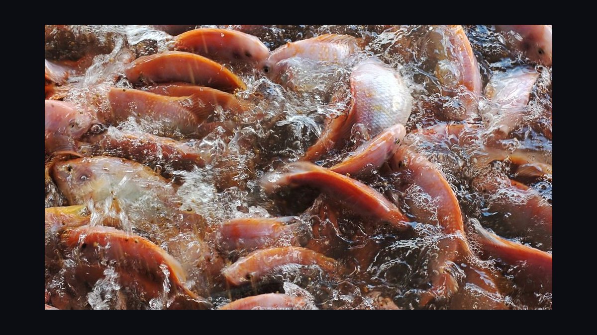 How do you safely introduce wild-caught fish into a home aquarium — figure 7