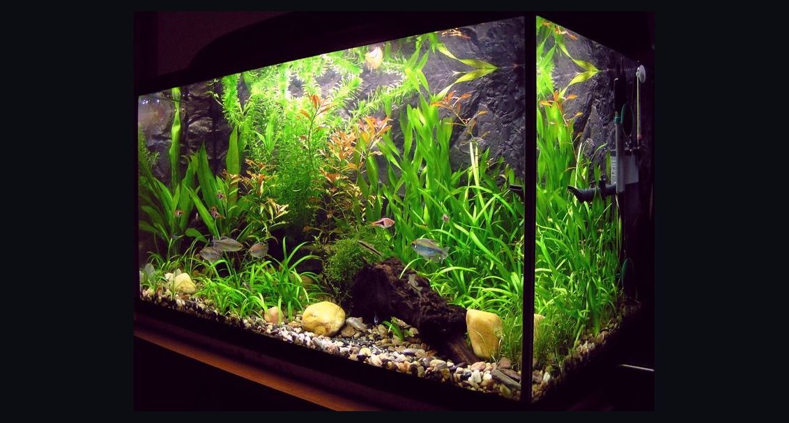 How do you safely introduce wild-caught fish into a home aquarium in 2027?