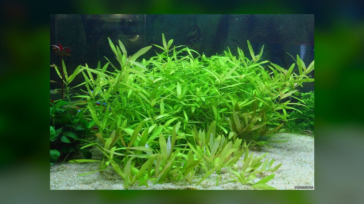 Top 10 fast-growing stem plants to outcompete algae in a new tank. in 2027 — figure 1