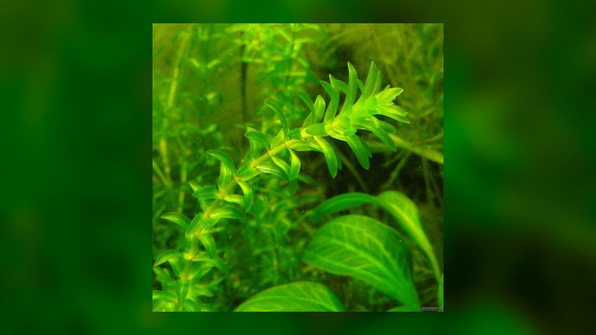 Top 10 fast-growing stem plants to outcompete algae in a new tank. in 2027 — figure 8
