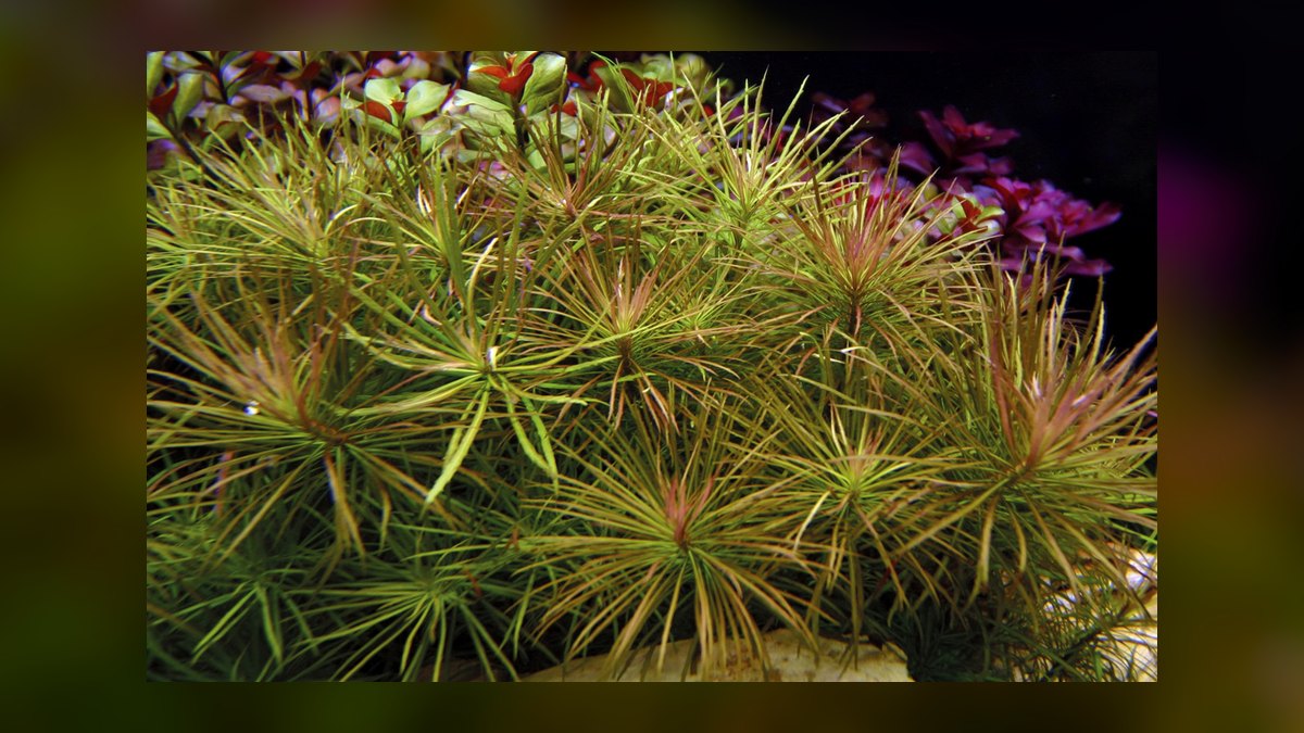 Top 10 fast-growing stem plants to outcompete algae in a new tank. in 2027 — figure 9
