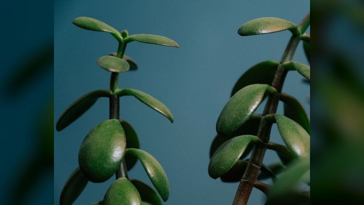 Top 10 fast-growing stem plants to outcompete algae in a new tank. in 2027