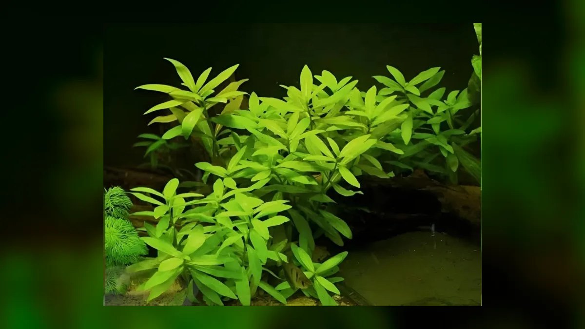 Top 10 fast-growing stem plants to outcompete algae in a new tank. in 2027