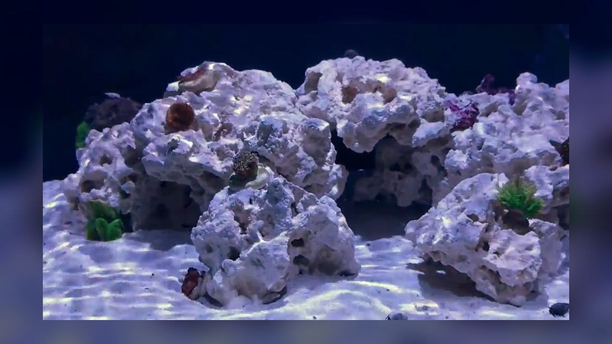 Top 10 reef tank wavemakers and powerheads in 2027 — figure 2