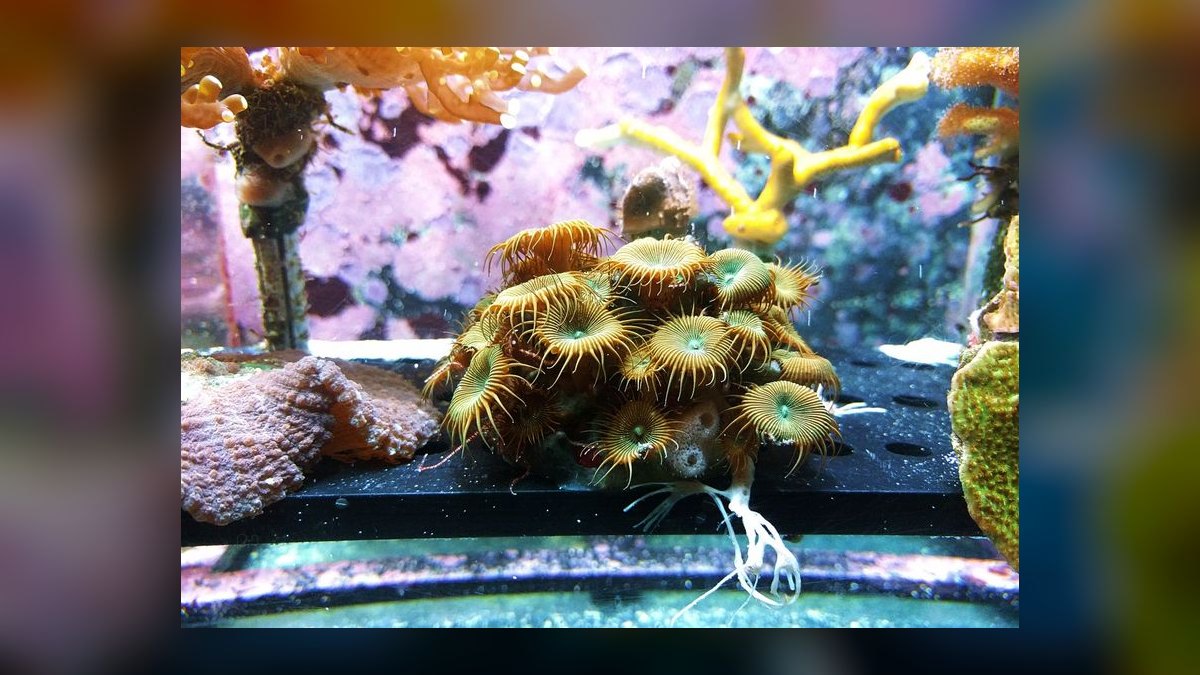 Top 10 Aquarium Sump Pumps 2027 — figure 1