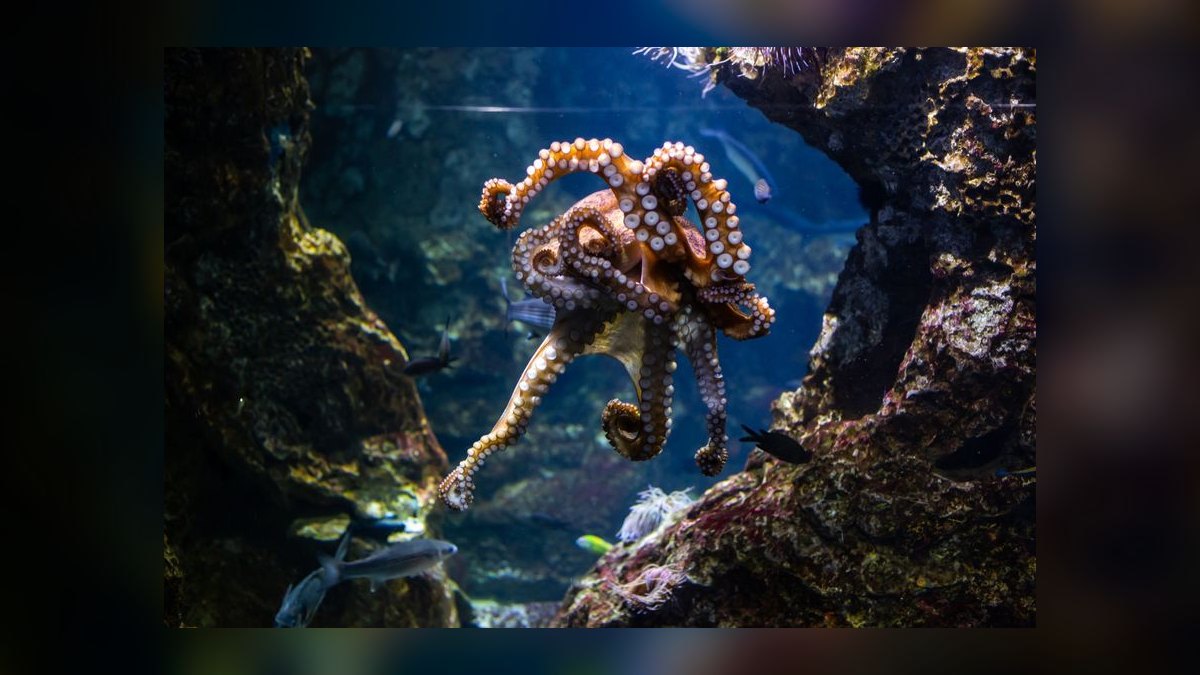 Top 10 Aquarium Sump Pumps 2027 — figure 3