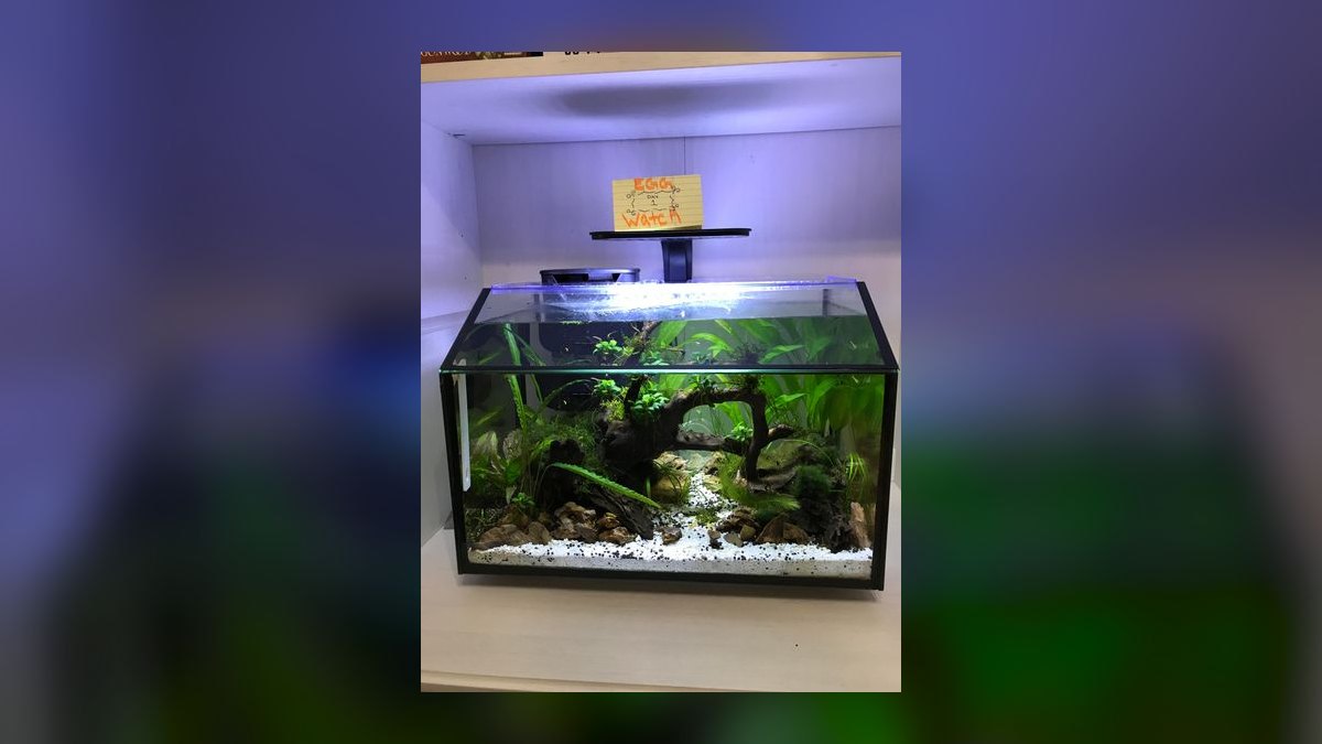 Top 10 Aquarium Lid Options 2027
