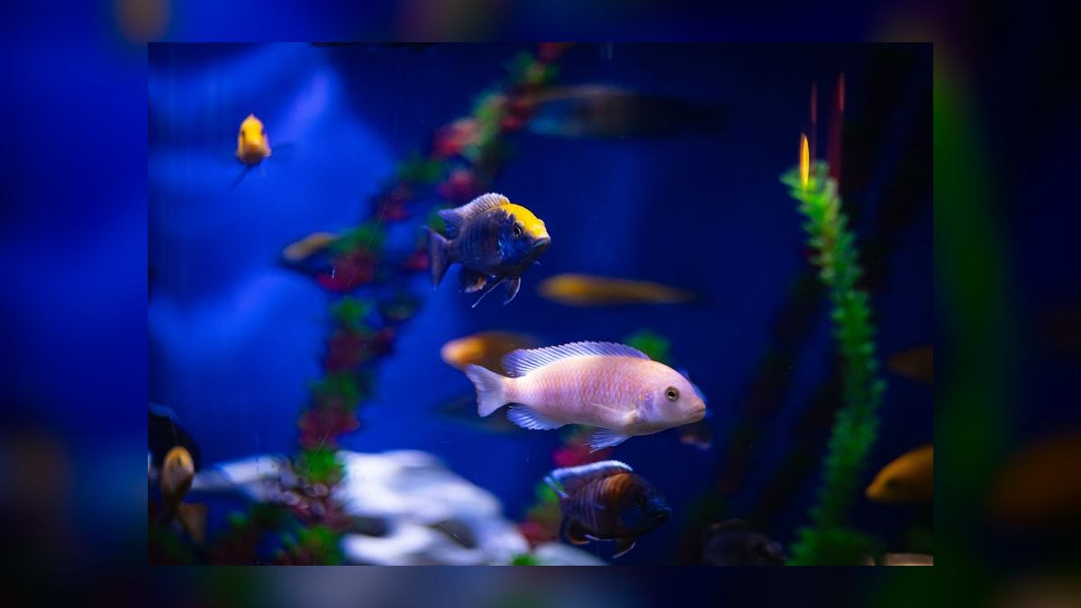Top 10 Aquarium Backgrounds 2027 — figure 5