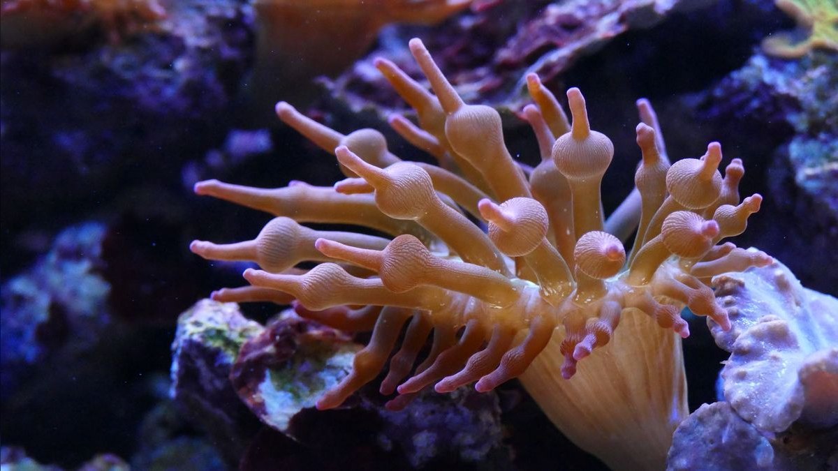 Best salt mix for reef tanks in 2027 — figure 1