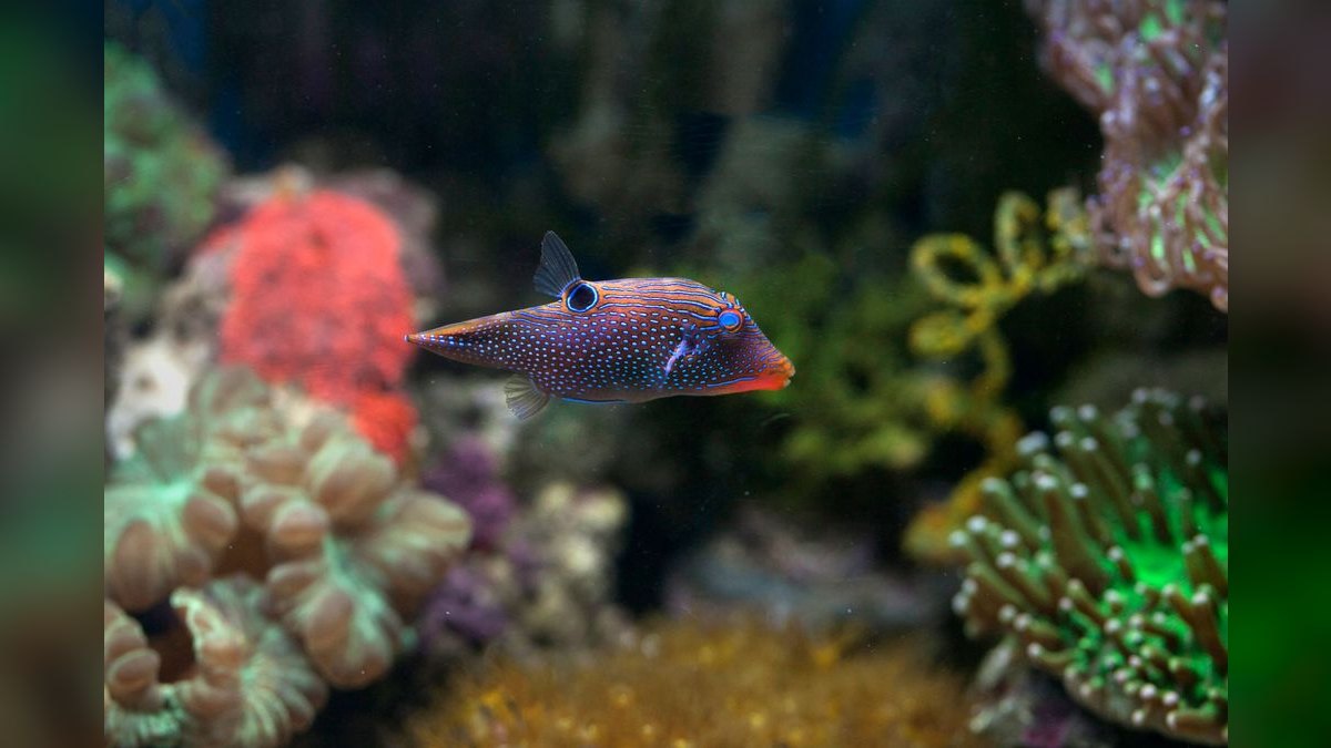 Best salt mix for reef tanks in 2027 — figure 3