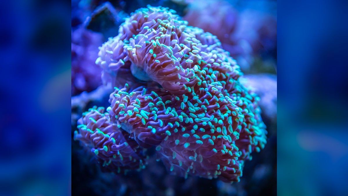 Best salt mix for reef tanks in 2027