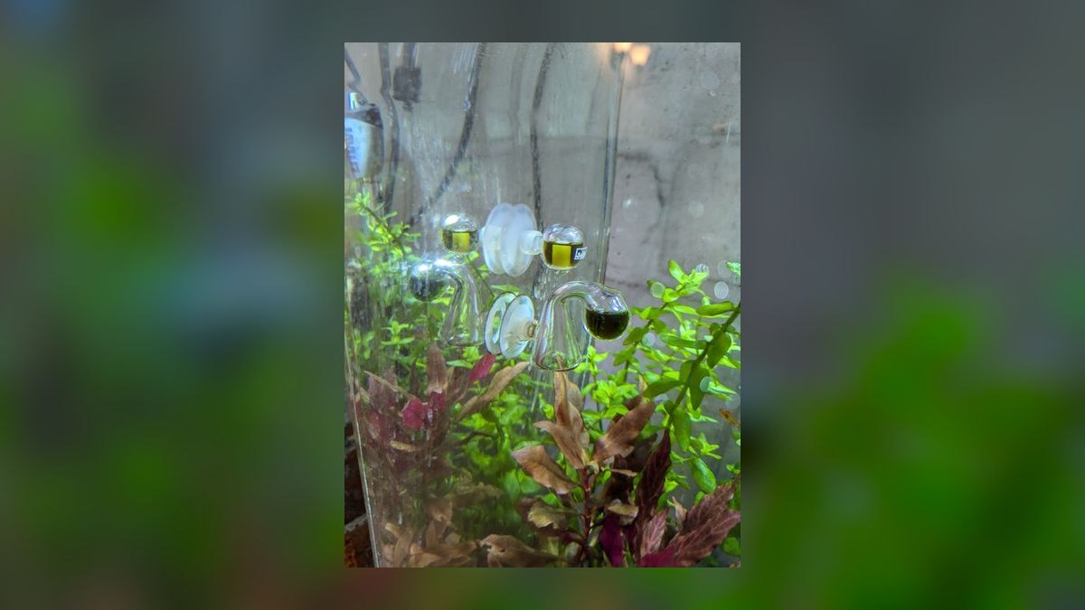 Is Aquariums worth it in 2027?