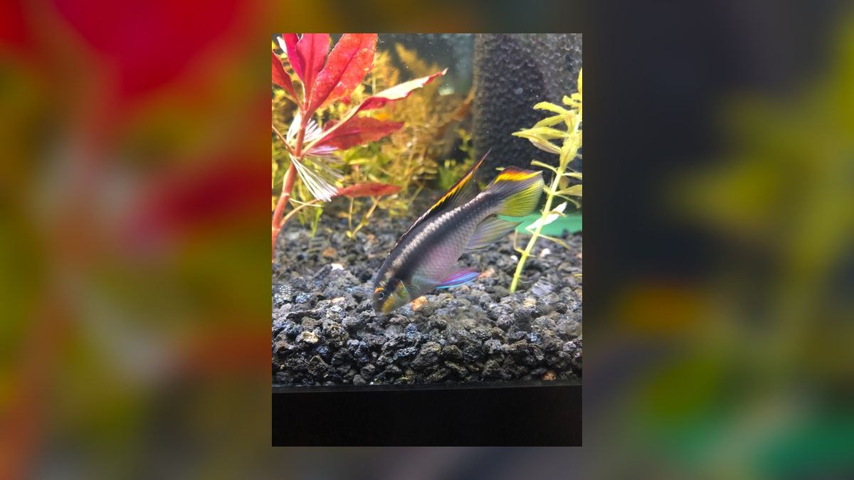 What are the most common mistakes in Aquariums in 2027?