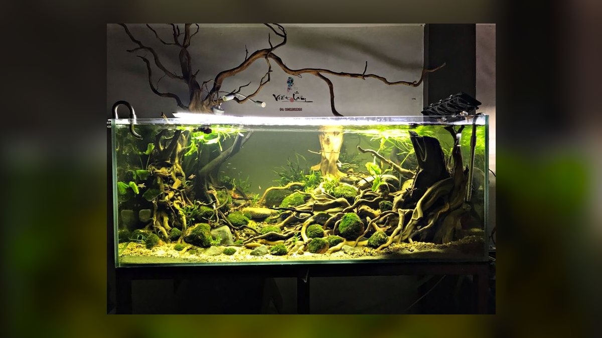 Top 10 best Aquariums options in 2027 — figure 2