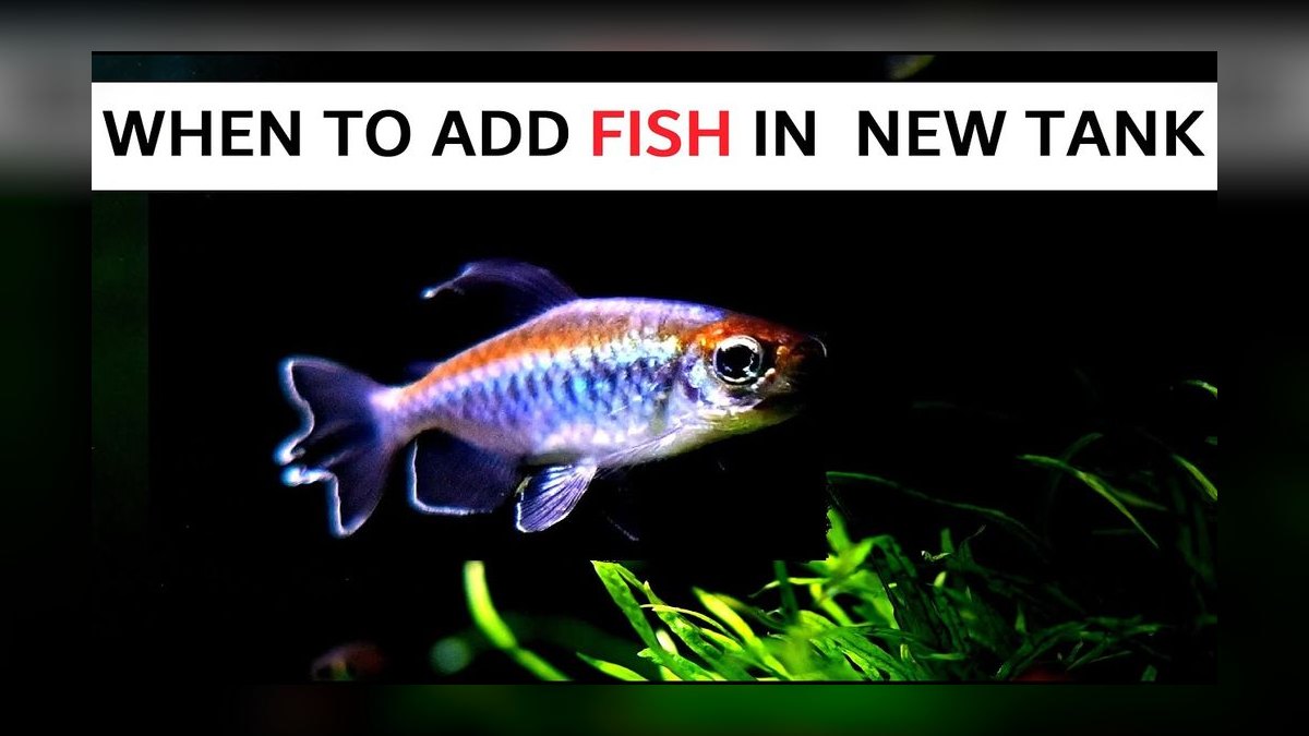 When is the best time to add fish to a newly cycled aquarium in 2027 — figure 1