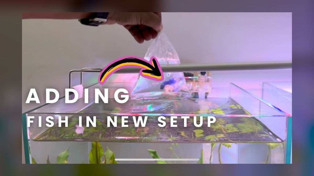 When is the best time to add fish to a newly cycled aquarium in 2027 — figure 2
