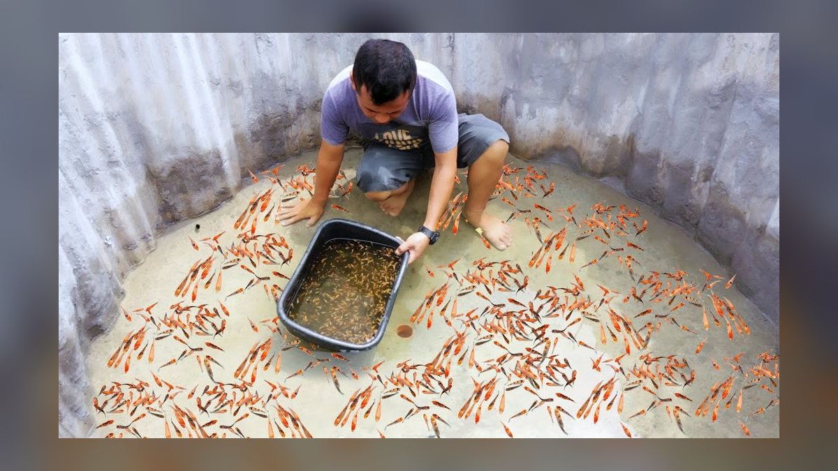 When is the best time to add fish to a newly cycled aquarium in 2027 — figure 3