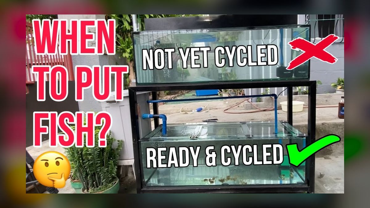 When is the best time to add fish to a newly cycled aquarium in 2027 — figure 4