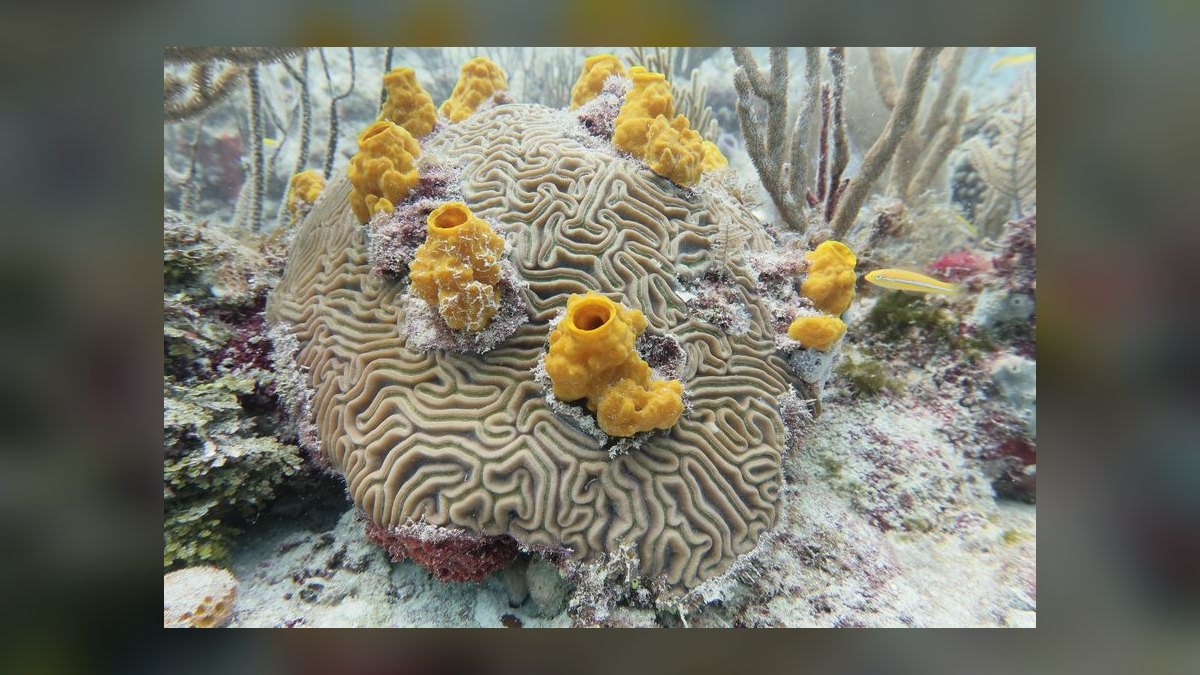 How do I set up an aquarium air pump for a sponge filter in 2027 — figure 10