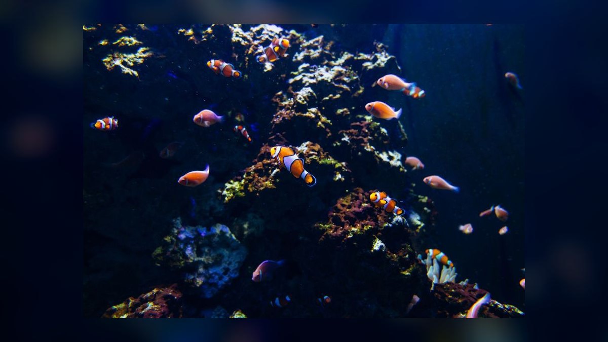 How do I cycle a new reef tank before adding fish in 2027 — figure 10