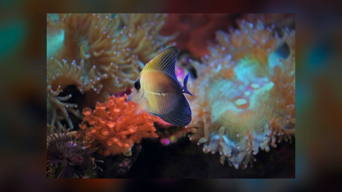 How do I cycle a new reef tank before adding fish in 2027 — figure 6