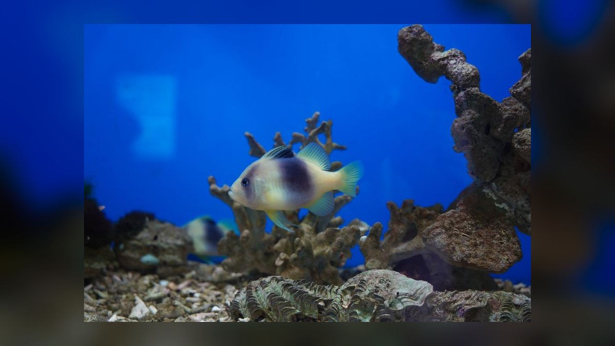 How do I cycle a new reef tank before adding fish in 2027 — figure 7