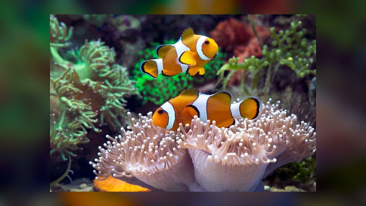 How do I cycle a new reef tank before adding fish in 2027 — figure 8