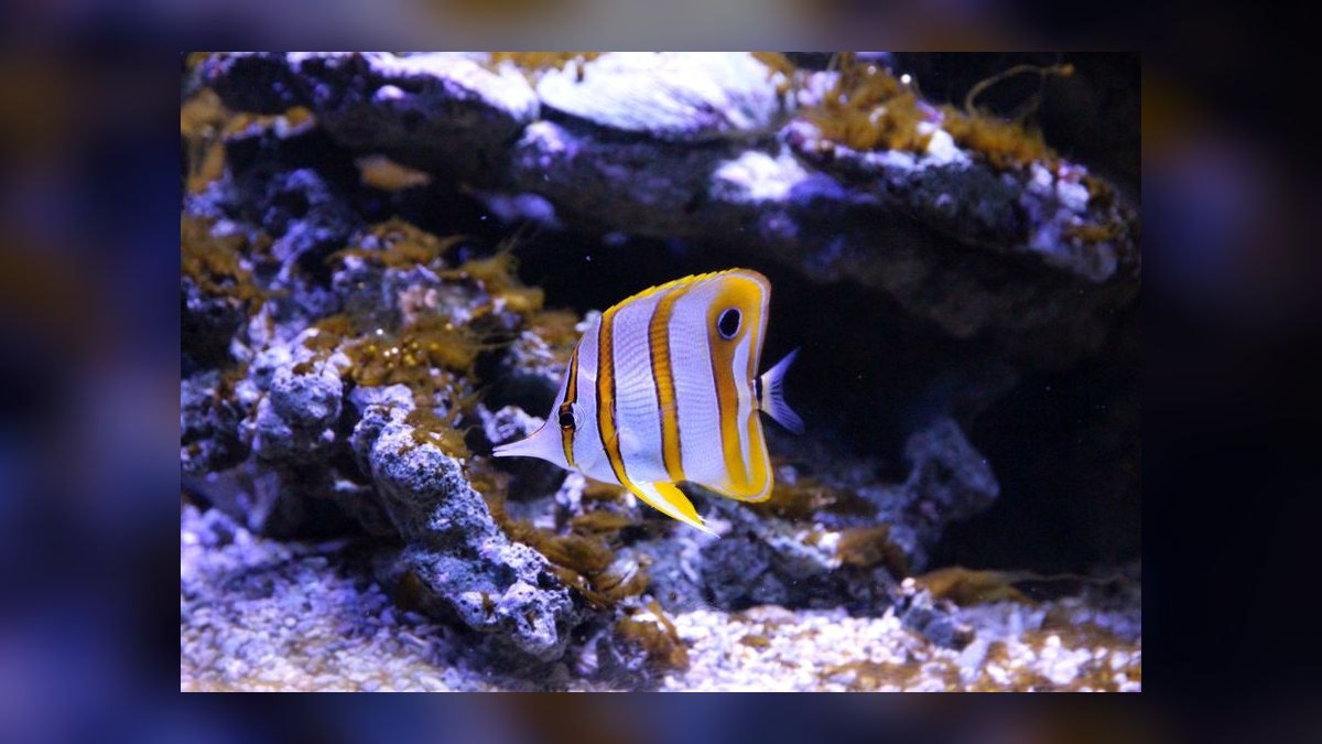 How do I cycle a new reef tank before adding fish in 2027 — figure 9