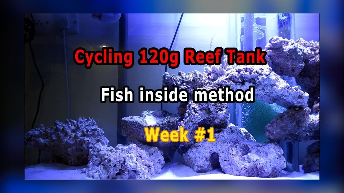 How do I cycle a reef tank step by step in 2027 — figure 1