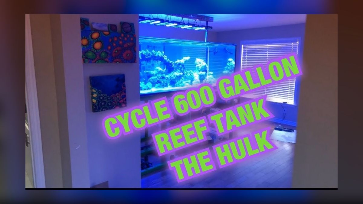 How do I cycle a reef tank step by step in 2027 — figure 2