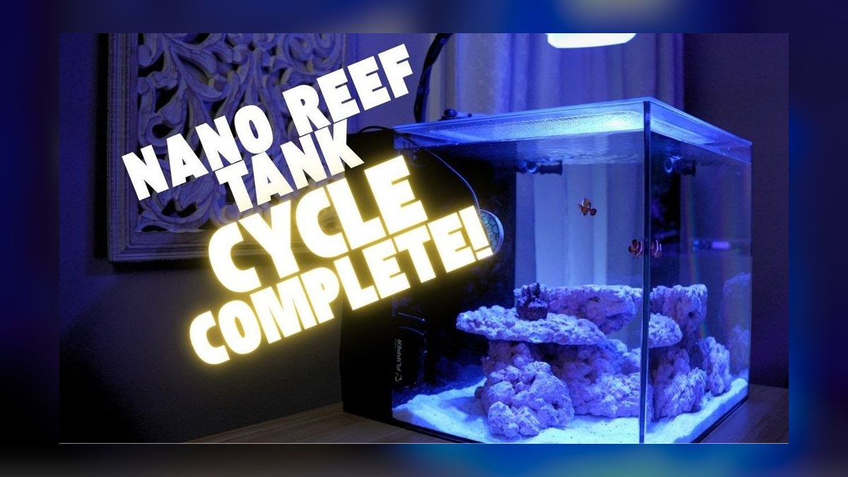 How do I cycle a reef tank step by step in 2027 — figure 3