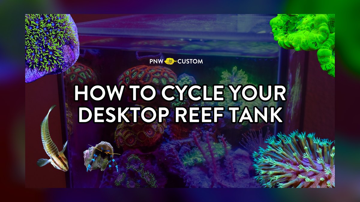 How do I cycle a reef tank step by step in 2027 — figure 4