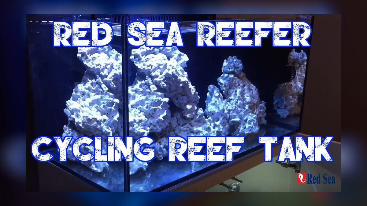 How do I cycle a reef tank step by step in 2027?