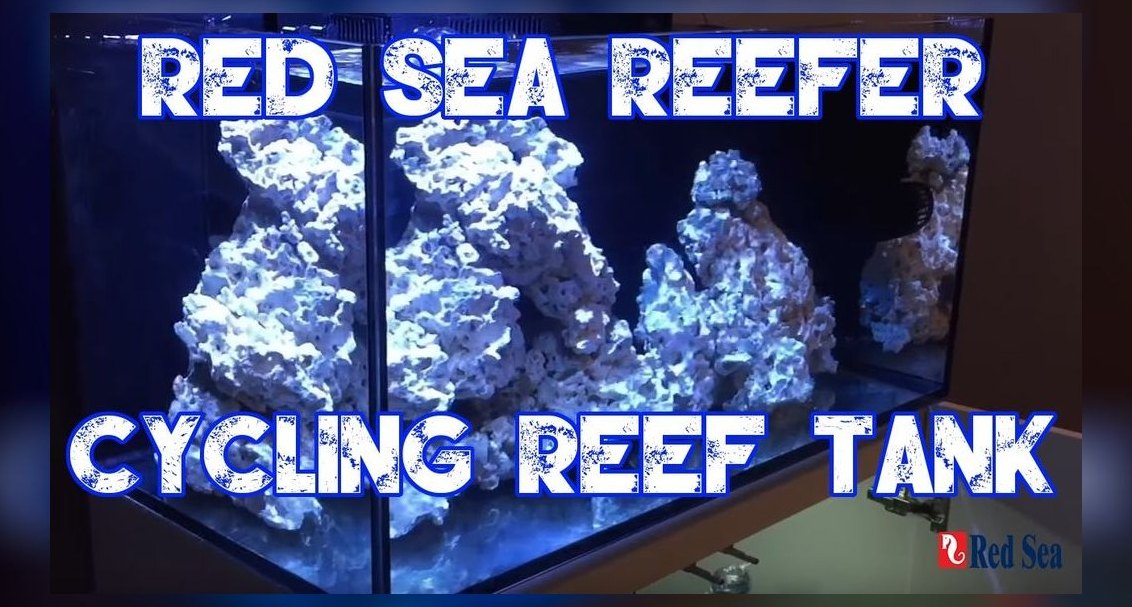 How do I cycle a reef tank step by step in 2027?