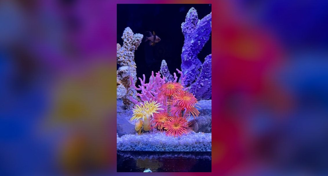 Top 10 reef tank cycling methods in 2027