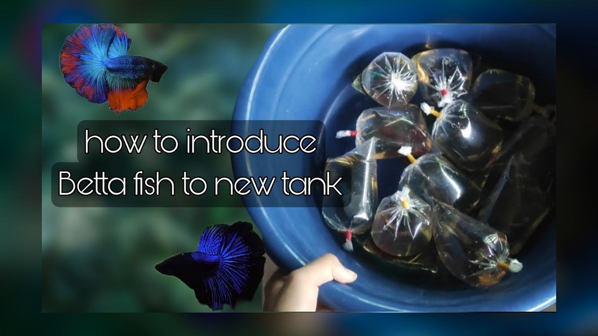 How do I introduce fish to a newly cycled reef tank in 2027 — figure 3