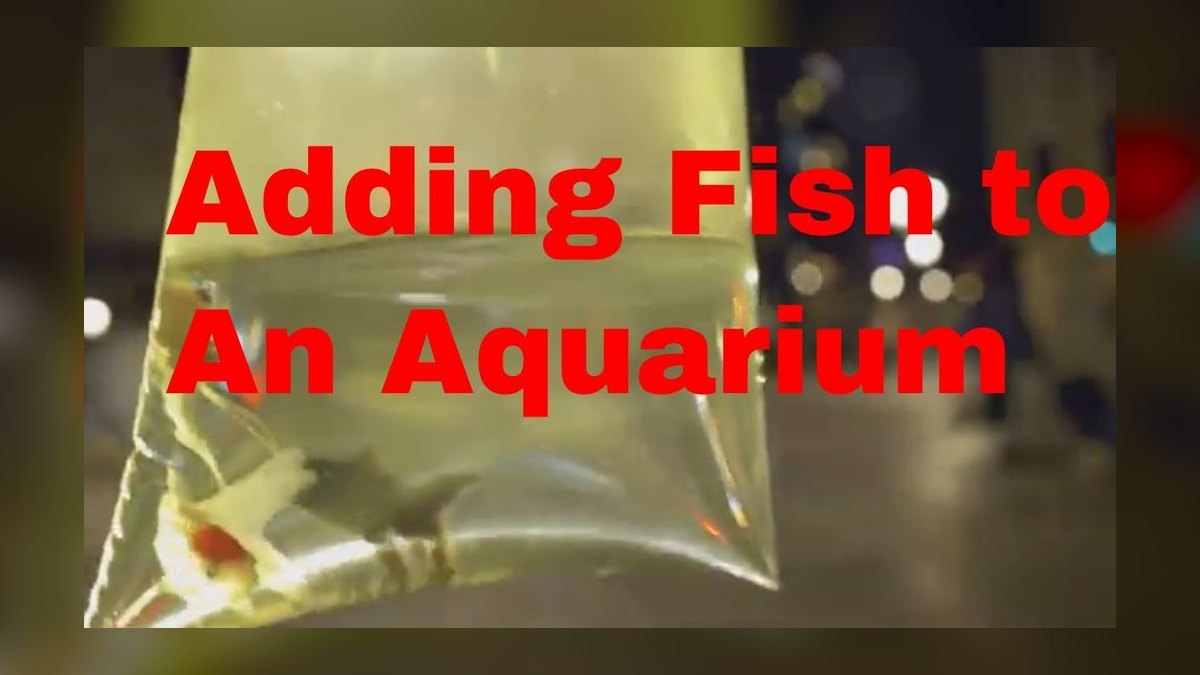 How do I introduce fish to a newly cycled reef tank in 2027 — figure 4