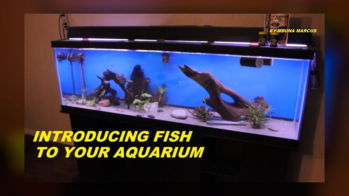 How do I introduce fish to a newly cycled reef tank in 2027 — figure 5