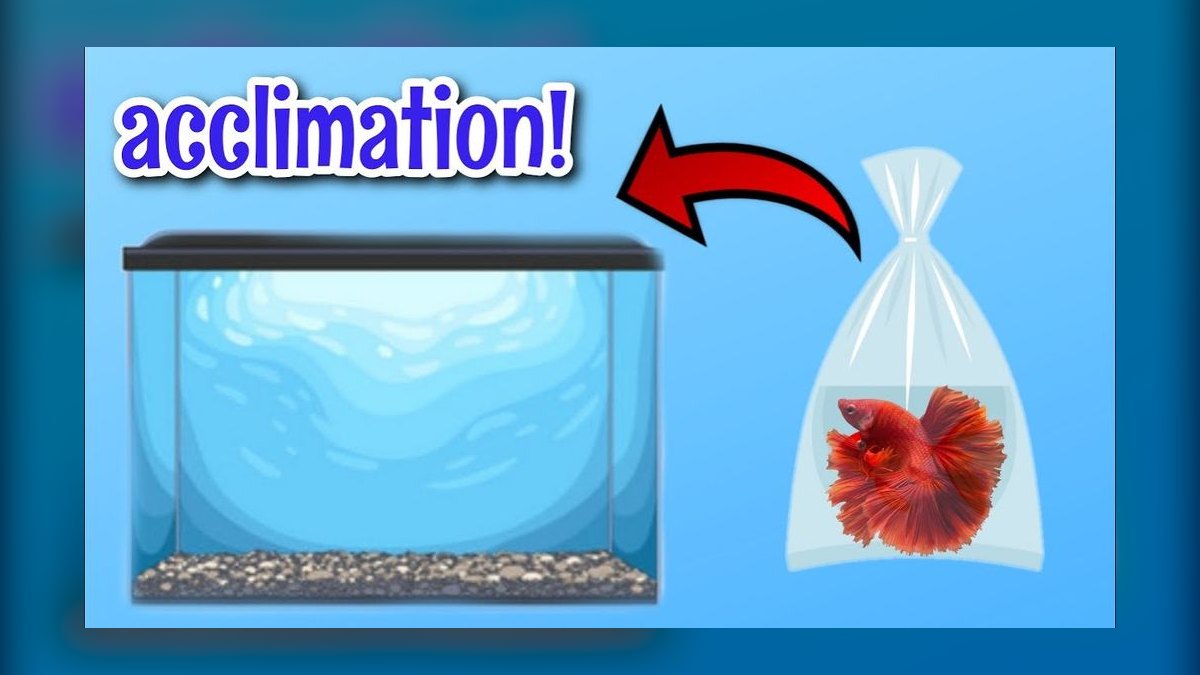 How do I introduce fish to a newly cycled reef tank in 2027 — figure 6