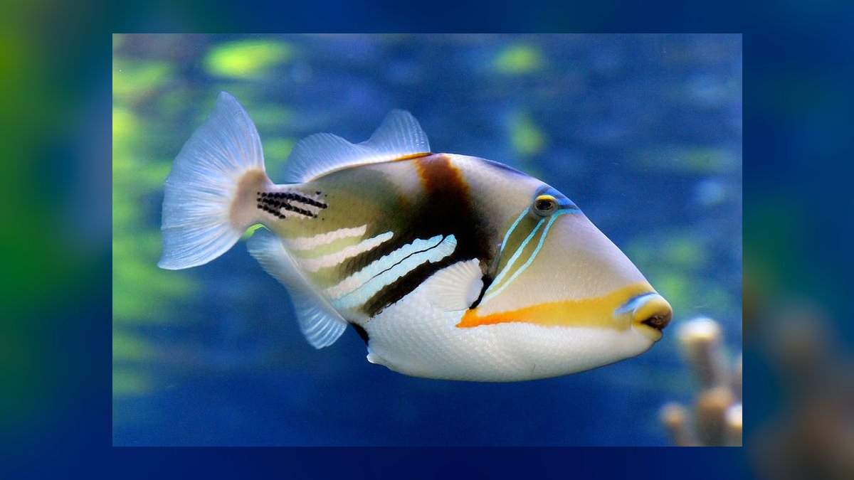 How do I introduce fish to a newly cycled reef tank in 2027 — figure 8