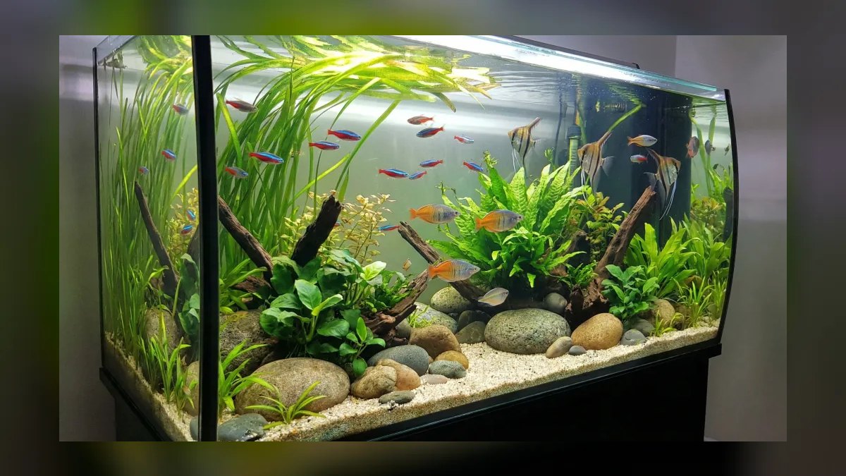 How do I introduce fish to a newly cycled reef tank in 2027?