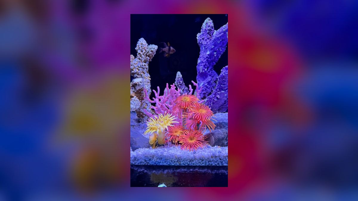 How do I manage nutrient export in a reef tank in 2027 — figure 1