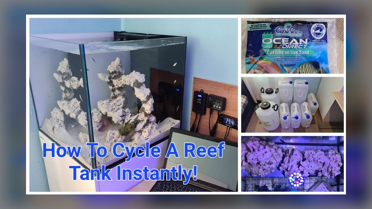 How do I cycle a reef tank for the first time in 2027 — figure 1