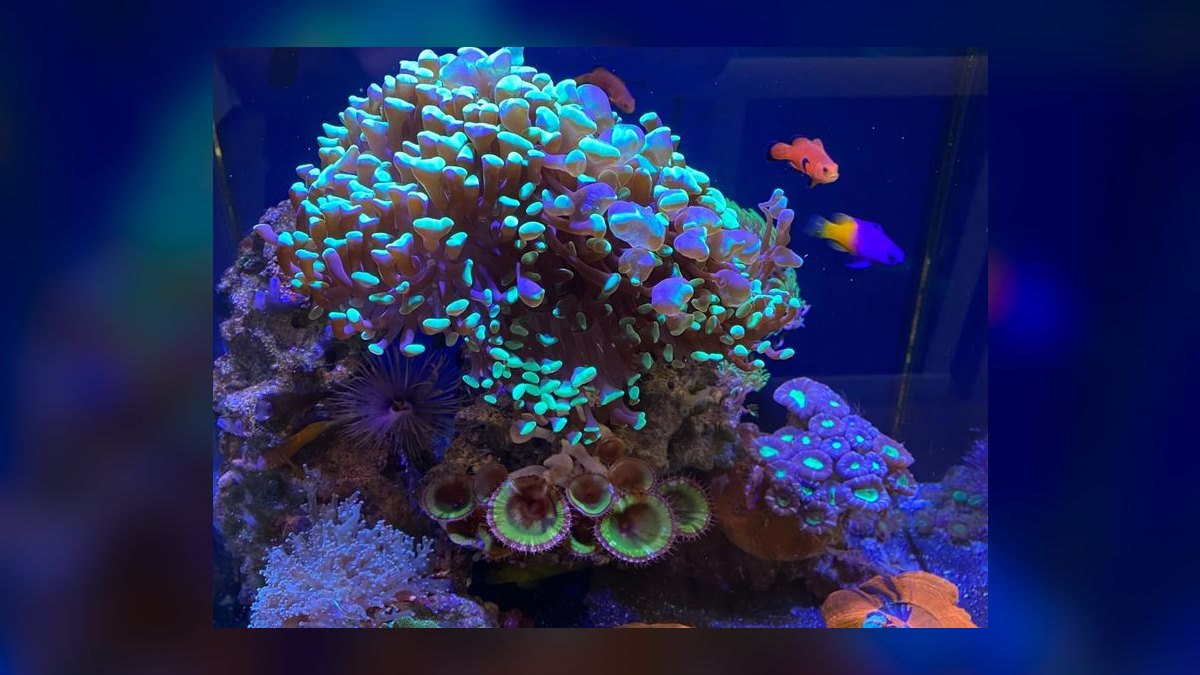 Top 10 Nano Reef Tanks 2027 — Best Overall + Best Value — figure 10
