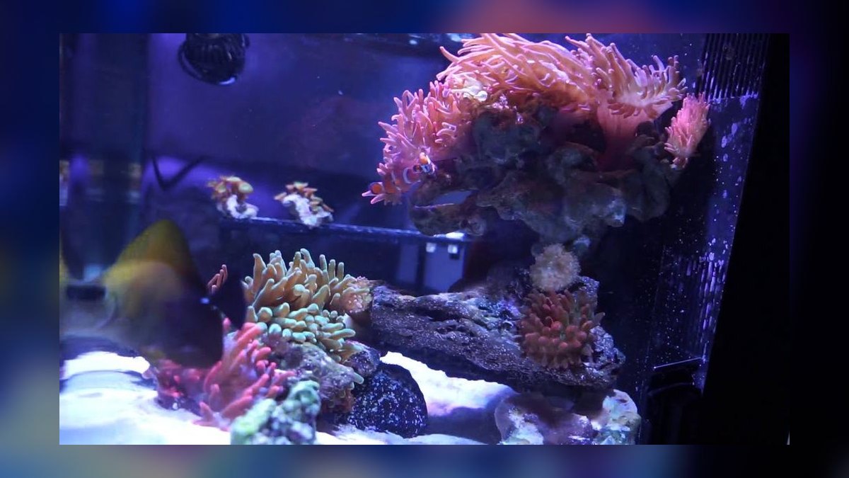 Top 10 Nano Reef Tanks 2027 — Best Overall + Best Value — figure 4