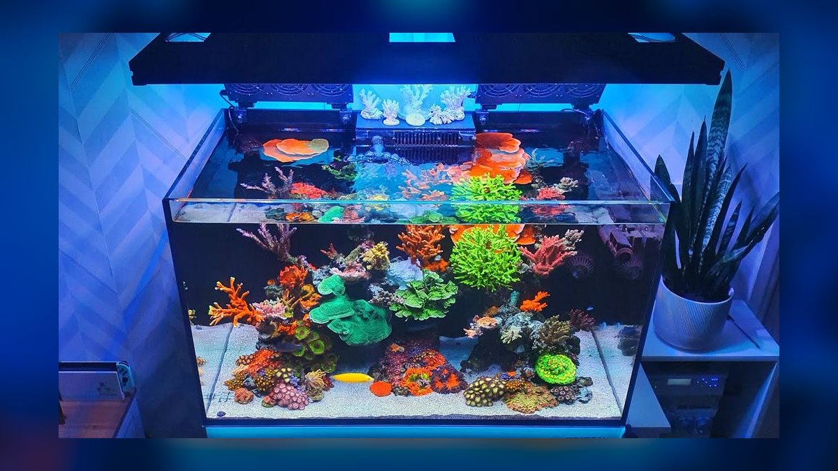 Top 10 Nano Reef Tanks 2027 — Best Overall + Best Value — figure 5