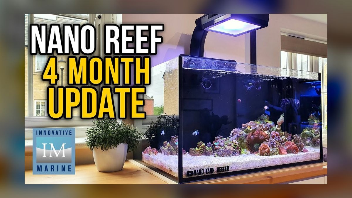 Top 10 Nano Reef Tanks 2027 — Best Overall + Best Value — figure 6