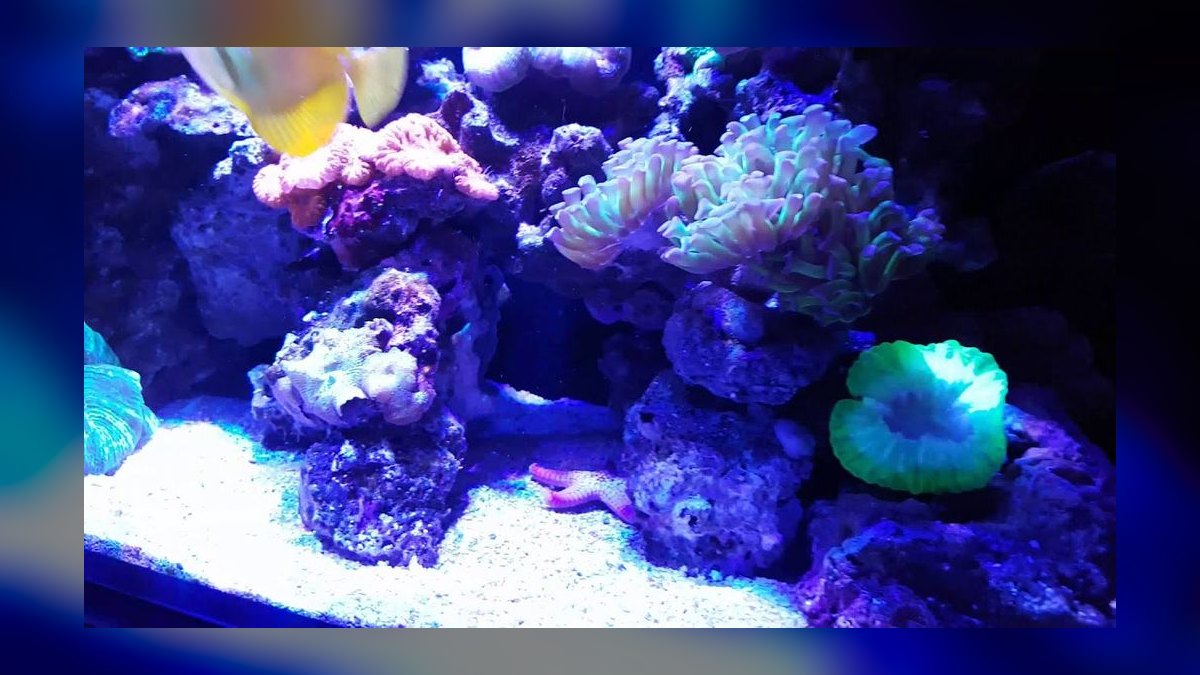 Top 10 Nano Reef Tanks 2027 — Best Overall + Best Value